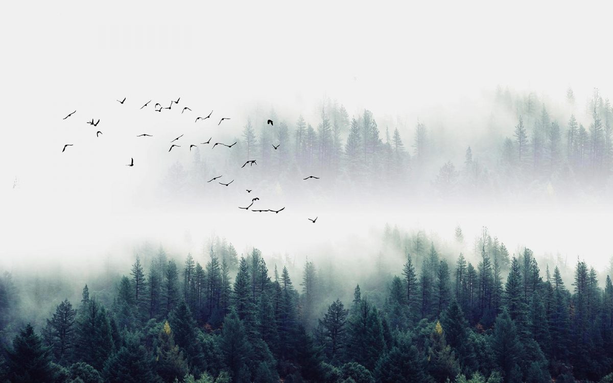 پوستر دیواری جنگل مه آلود و پرندگان W10010500