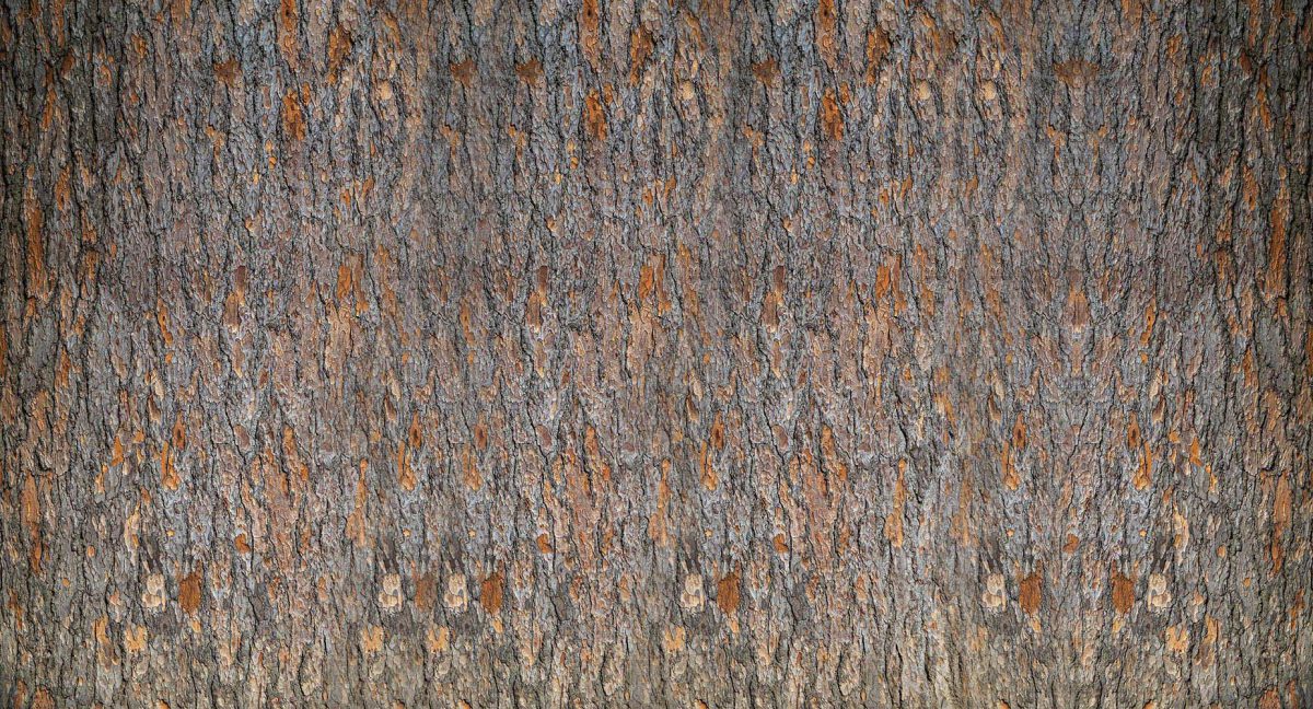 کاغذ دیواری تنه چوبی درخت W10062800