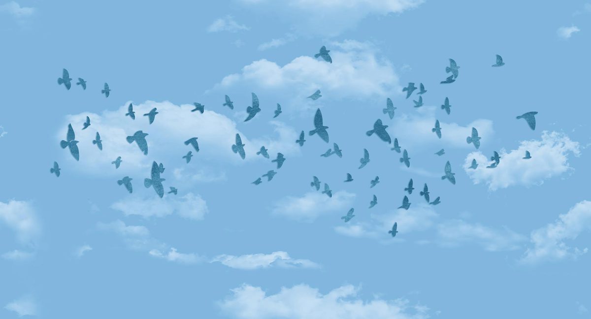 پوستر دیواری ابر آسمان پرندگان W12013420