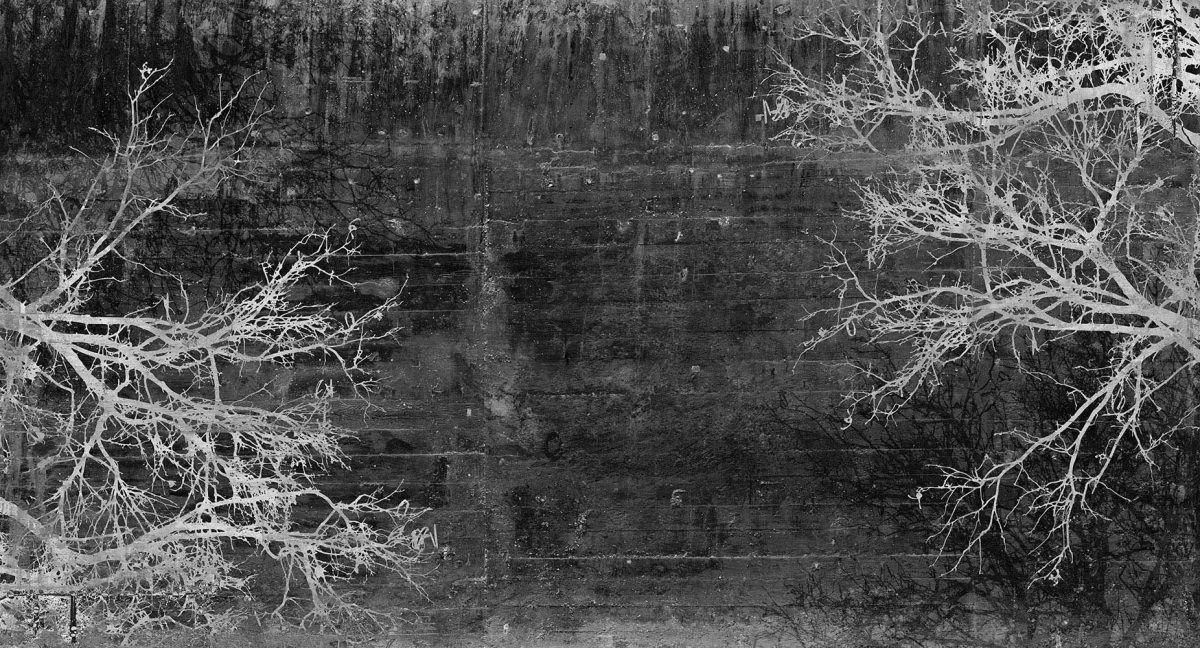 پوستر دیواری شاخه های درخت w11014700
