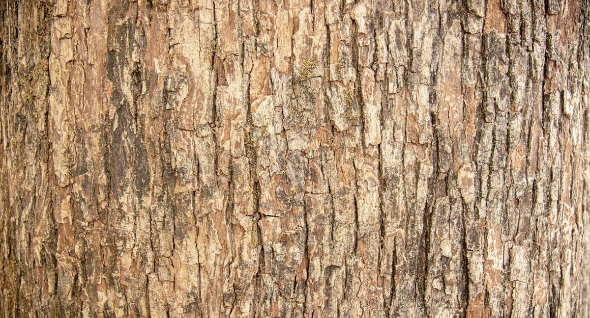 کاغذ دیواری طرح چوب تنه درخت W10179200