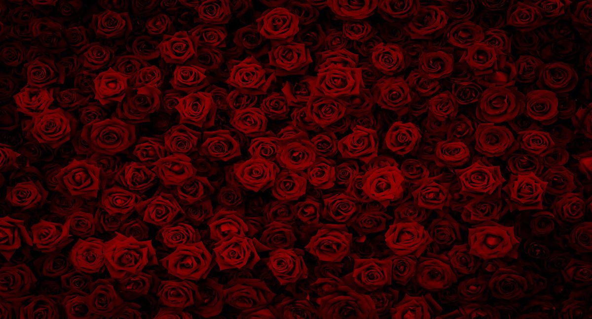 کاغذ دیواری گل رز قرمز W10276700